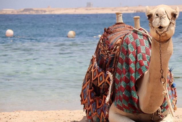 SHARM ELNAGA